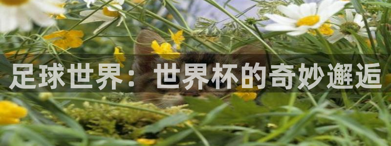 今年的世界杯：足球世界：世界杯的奇妙邂逅